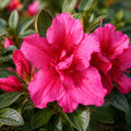 Azalea Red Wings 140mm