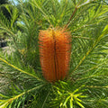 Banksia Birdsong 140mm