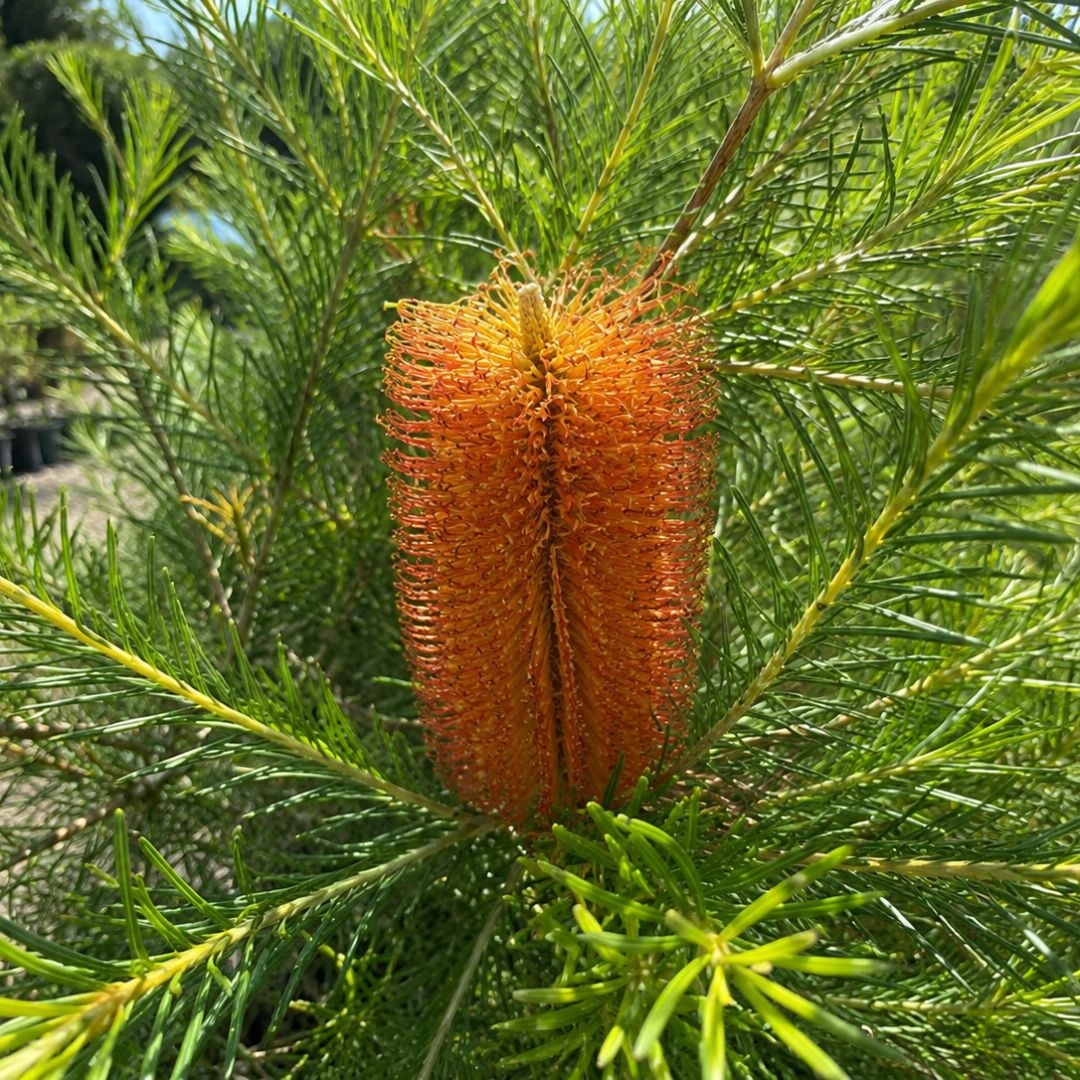 Banksia Birdsong 140mm