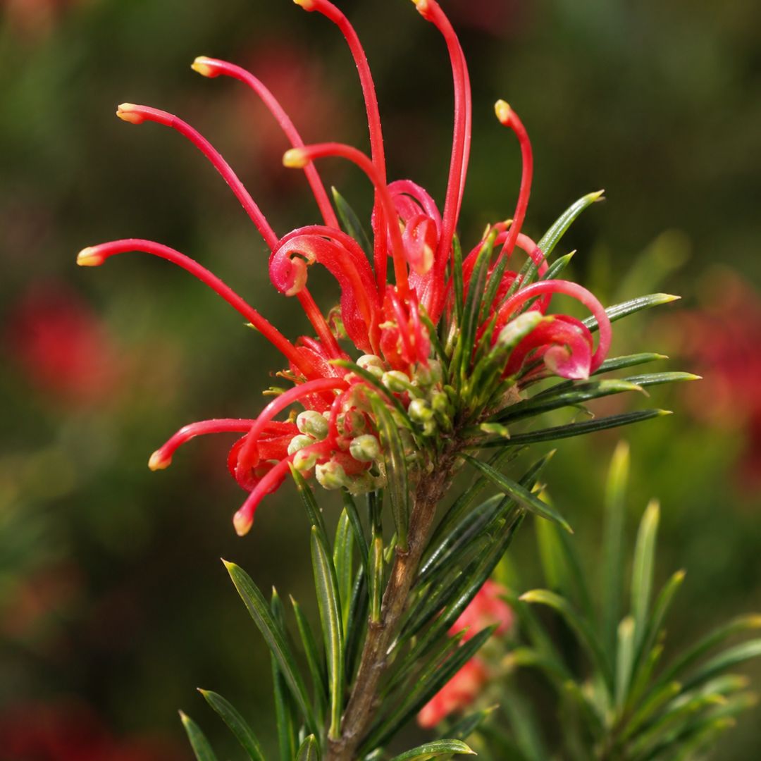 Grevillea Bloodline 140mm