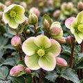 Helleborus Spotted Prince 140mm