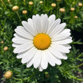 Argyranthemum Angelic Everest 140mm