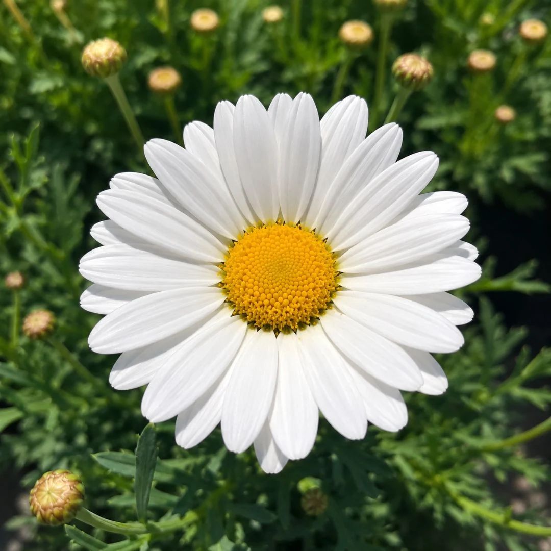 Argyranthemum Angelic Everest 140mm