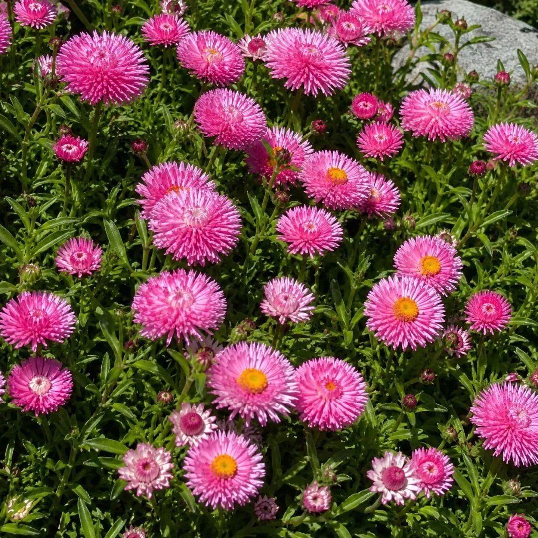 Bracteantha Mohave Pink 140mm