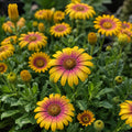 Osteospermum Popeye Sunrise 140mm