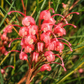 Grevillea Elegance 200mm