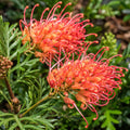 Grevillea Soopa Dopa 200mm