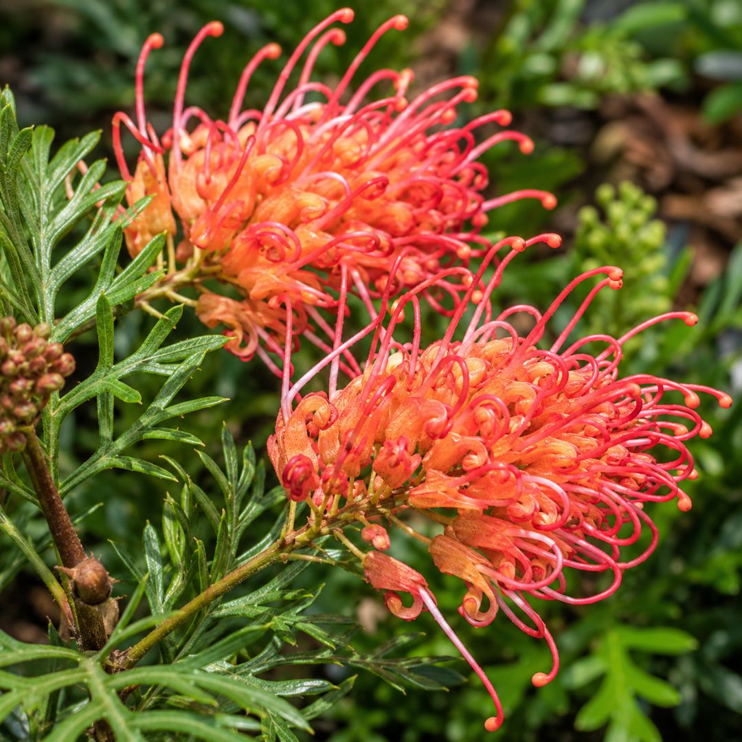 Grevillea Soopa Dopa 200mm