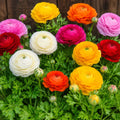 Ranunculus Sprinkles 140mm