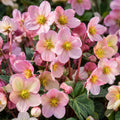 Hellebore 175mm