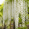 Wisteria Floribunda Alba 200mm