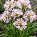 Agapanthus Blush Pink 140mm