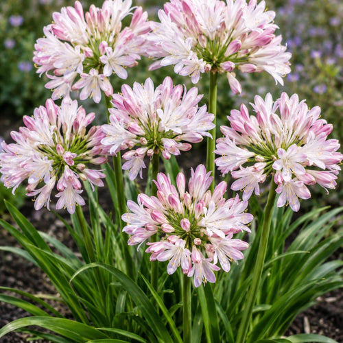 Agapanthus Blush Pink 140mm