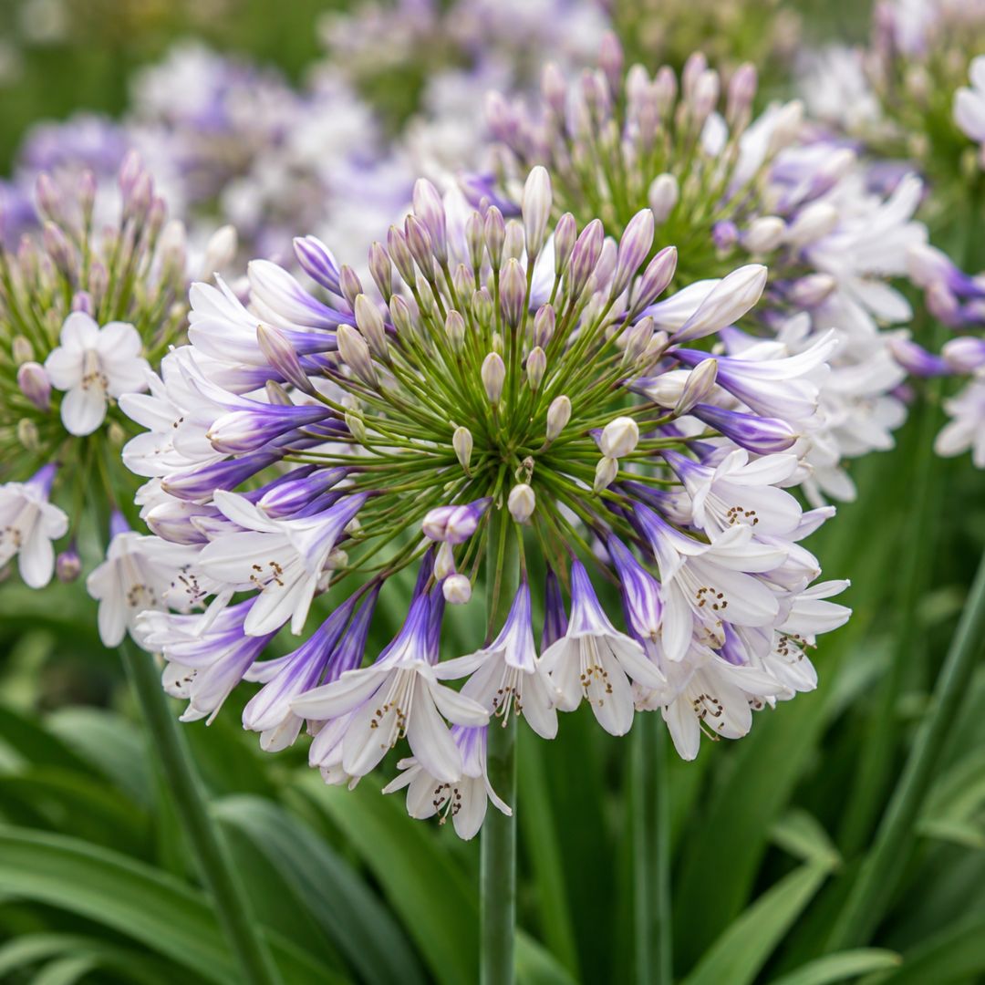 Agapanthus Fireworks 140mm