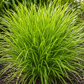 Lomandra Lime Tuff 140mm