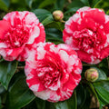 Camellia Emperor Of Russia 200mm