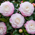 Camellia Nuccios Pearl 200mm