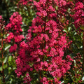Lagestroemia Enduring Summer Red 200mm