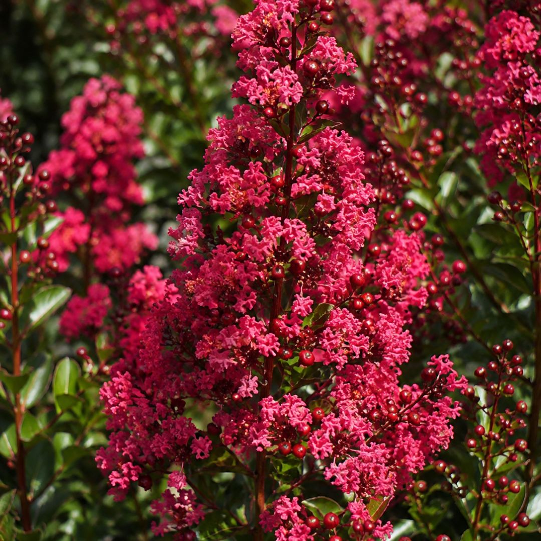 Lagestroemia Enduring Summer Red 200mm