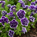 Petunia Blueberries And Cream 140mm