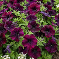 Petunia Galaxy 140mm