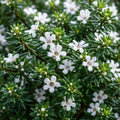 Westringia Fruticosa Zena 200mm