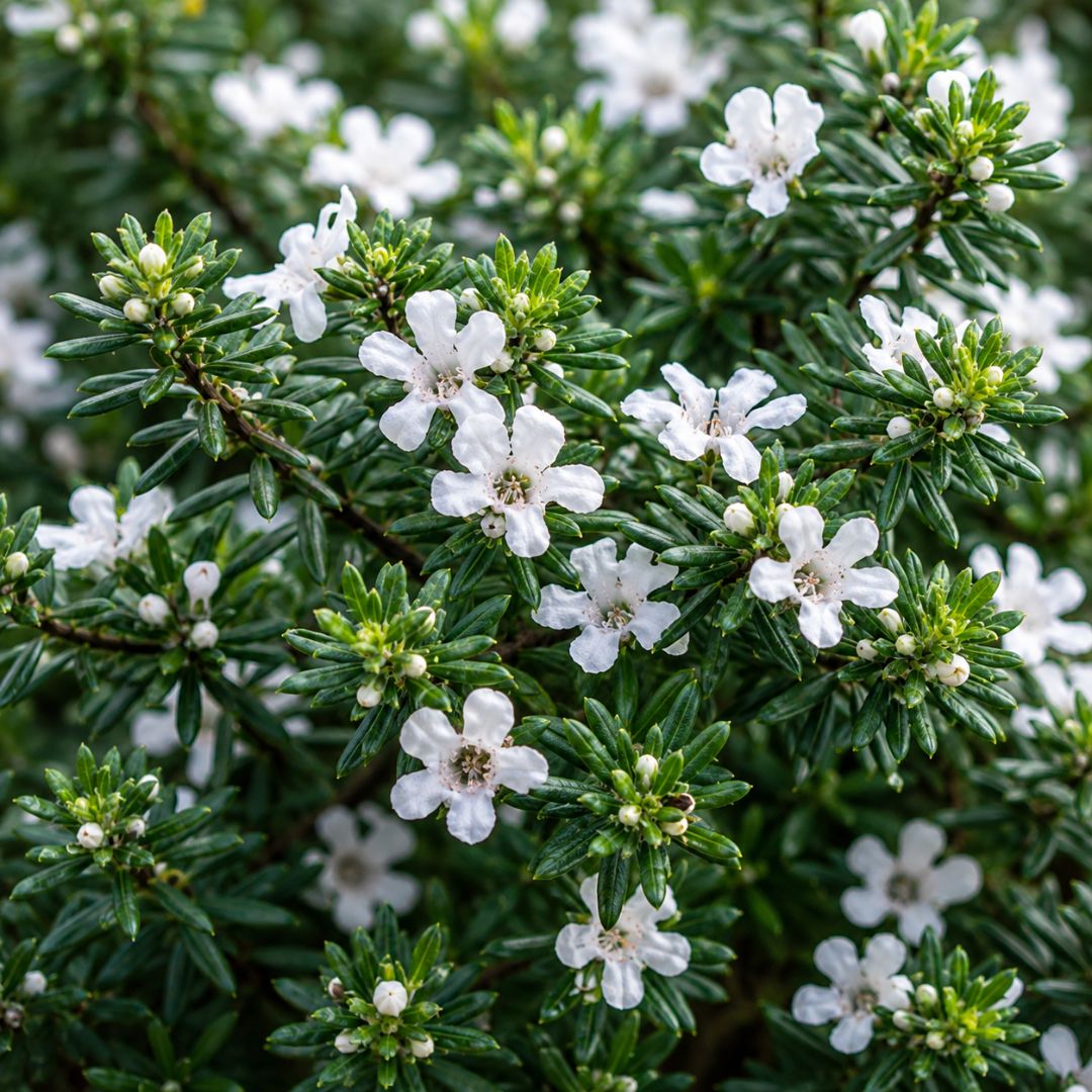 Westringia Fruticosa Zena 200mm