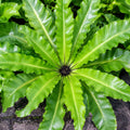 Asplenium Nidus 125mm 