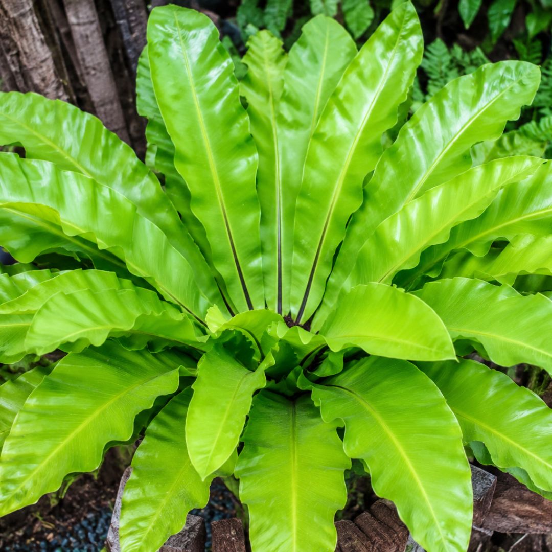 Asplenium Nidus Crispy Wave 125mm