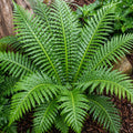 Blechnum Silver Lady 125mm