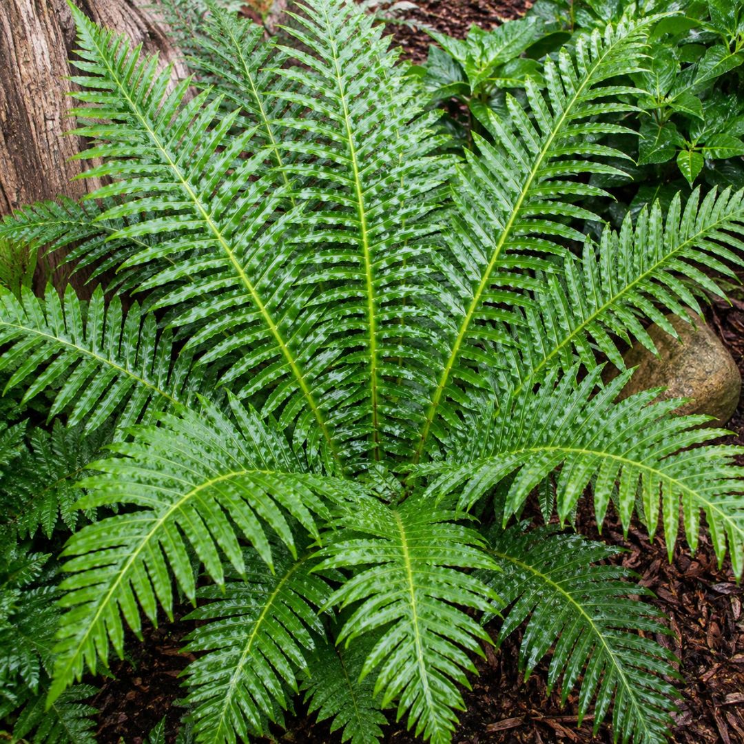 Blechnum Silver Lady 125mm