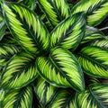 Calathea Beauty Star 125mm