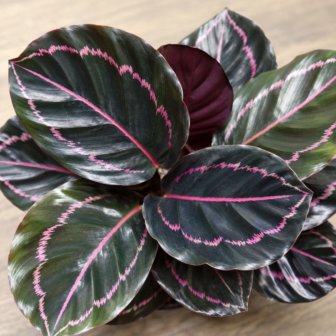 Calathea Roseopicta Dottie 125mm