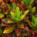 Codiaeum Mammy 200mm