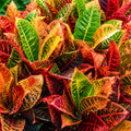 Codiaeum Variegatum 200mm