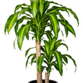 Dracaena Fragrans Massangeana 125mm