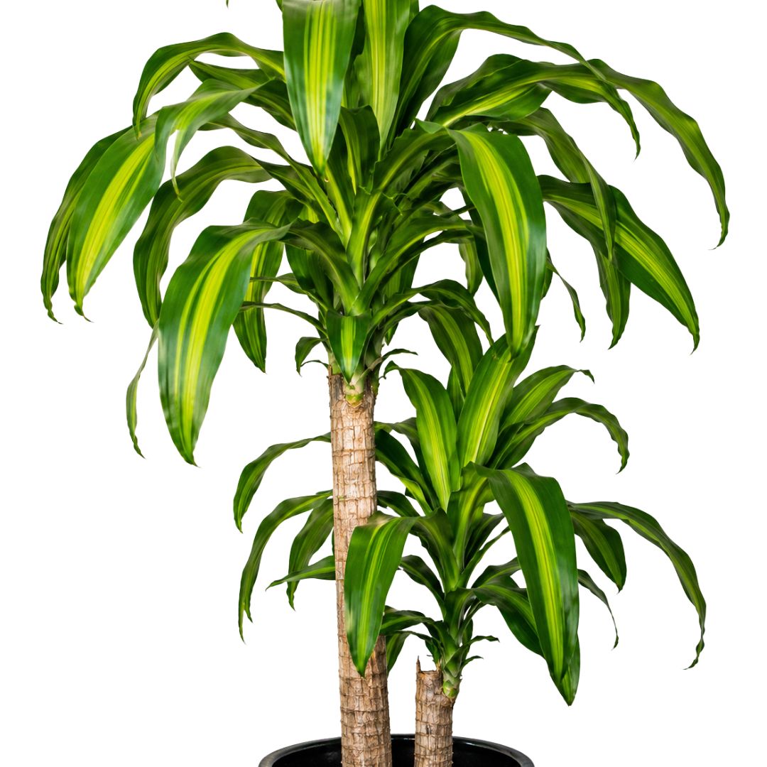 Dracaena Fragrans Massangeana 125mm