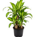 Draceana Fragran Multi Planted 200mm