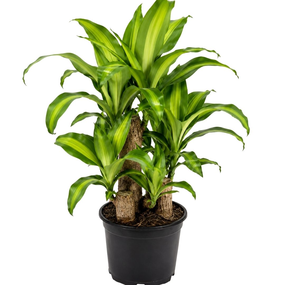 Draceana Fragran Multi Planted 200mm