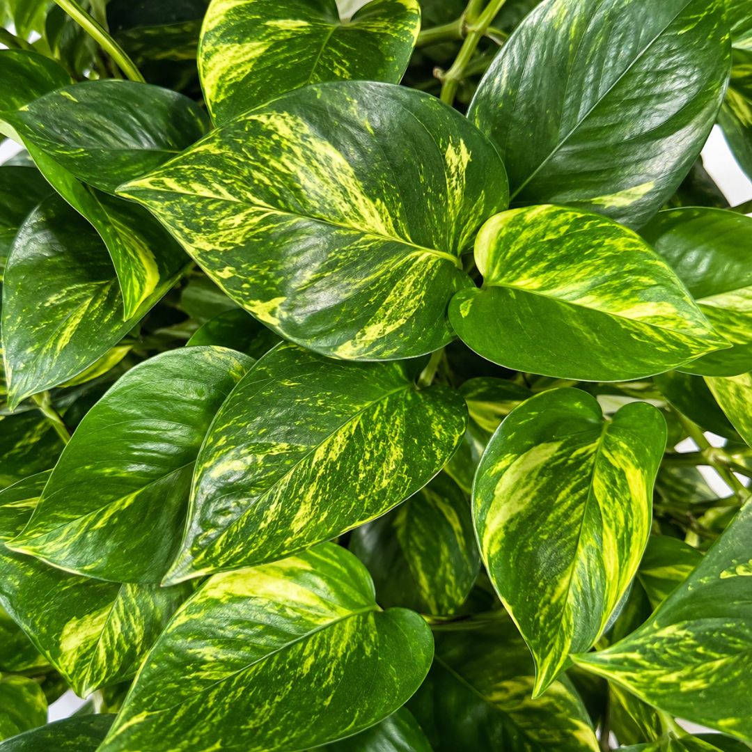Epipremnum Aureum Green Gold Pothos 125mm