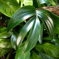 Epipremnum Pinnatum Dragon Tail 125mm
