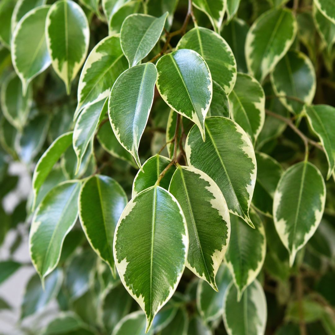 Ficus Benjamina Variegata 200mm