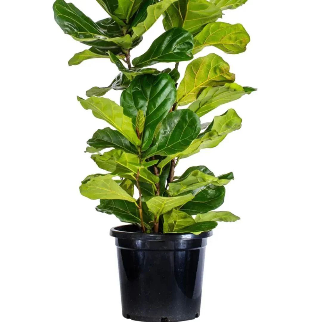 Ficus Lyrata 250mm 2