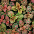 Fittonia Flammule 100mm