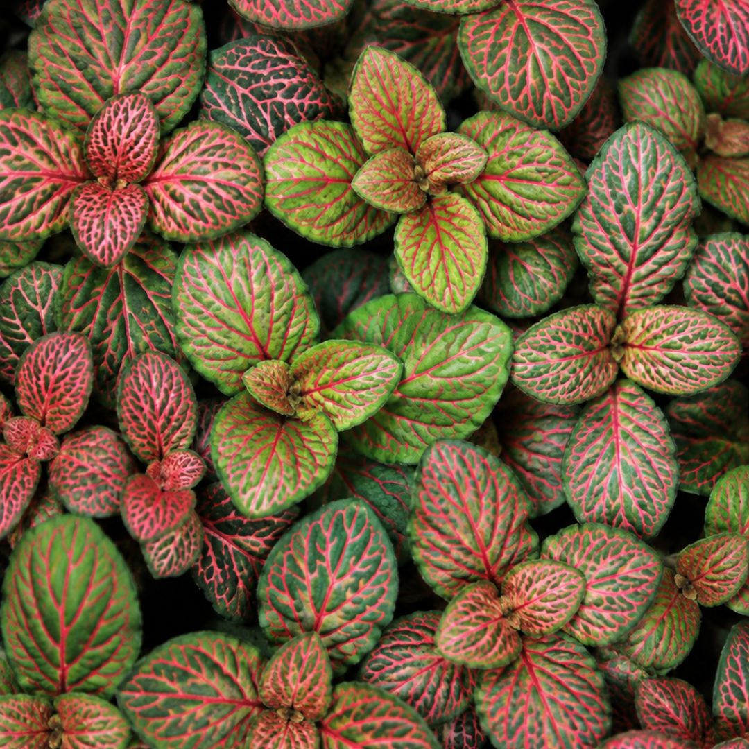 Fittonia Flammule 100mm