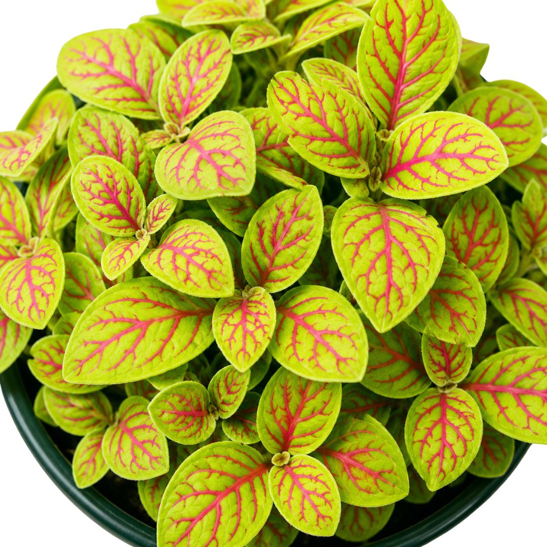 Fittonia Skeleton 100mm