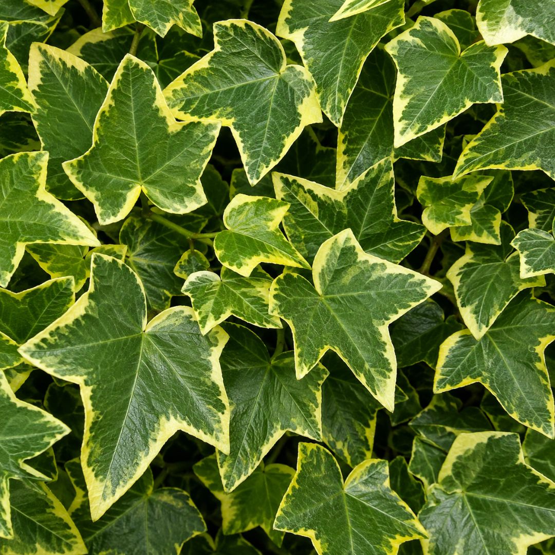 Hedera Cascade Gold Ivy 125mm