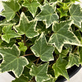 Hedera Cascade White Ivy 125mm