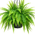 Nephrolepis Boston Hb 200mm