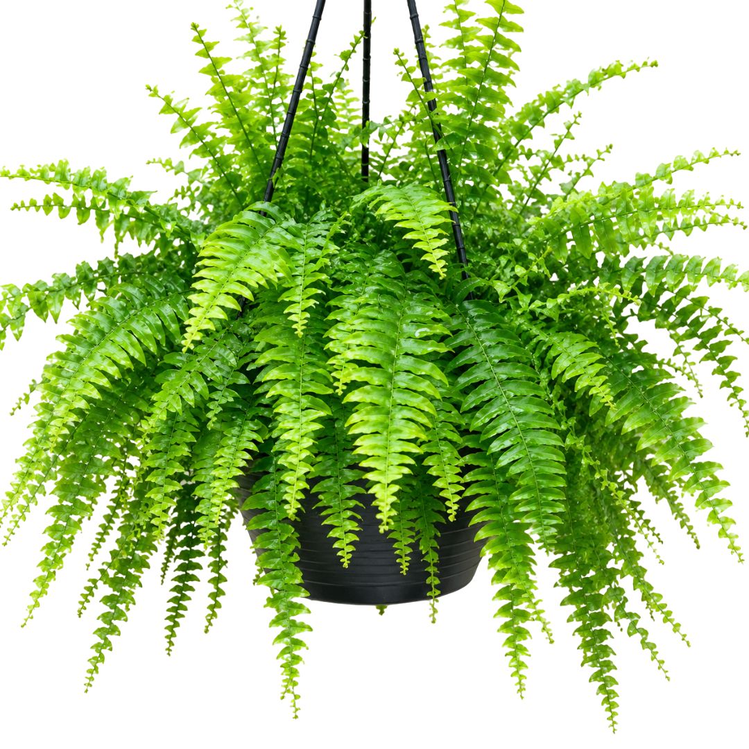 Nephrolepis Boston Hb 200mm